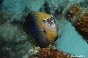 Stegastes diencaeus Demoiselle jaune et bleue-Bonaire Coco Beach-21m-20180217-Denis-ADER-DSC_6330_tn